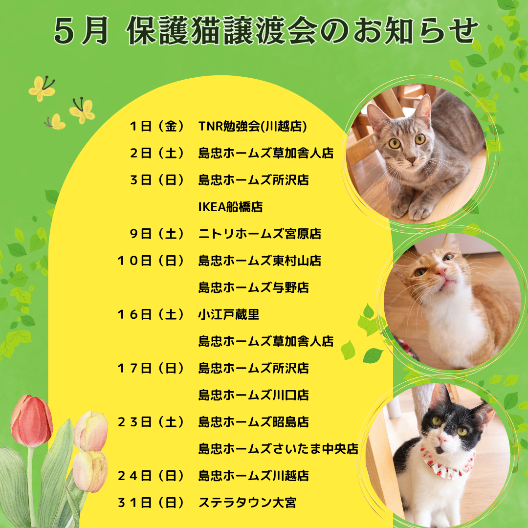 5月の譲渡会情報を更新しました🐱