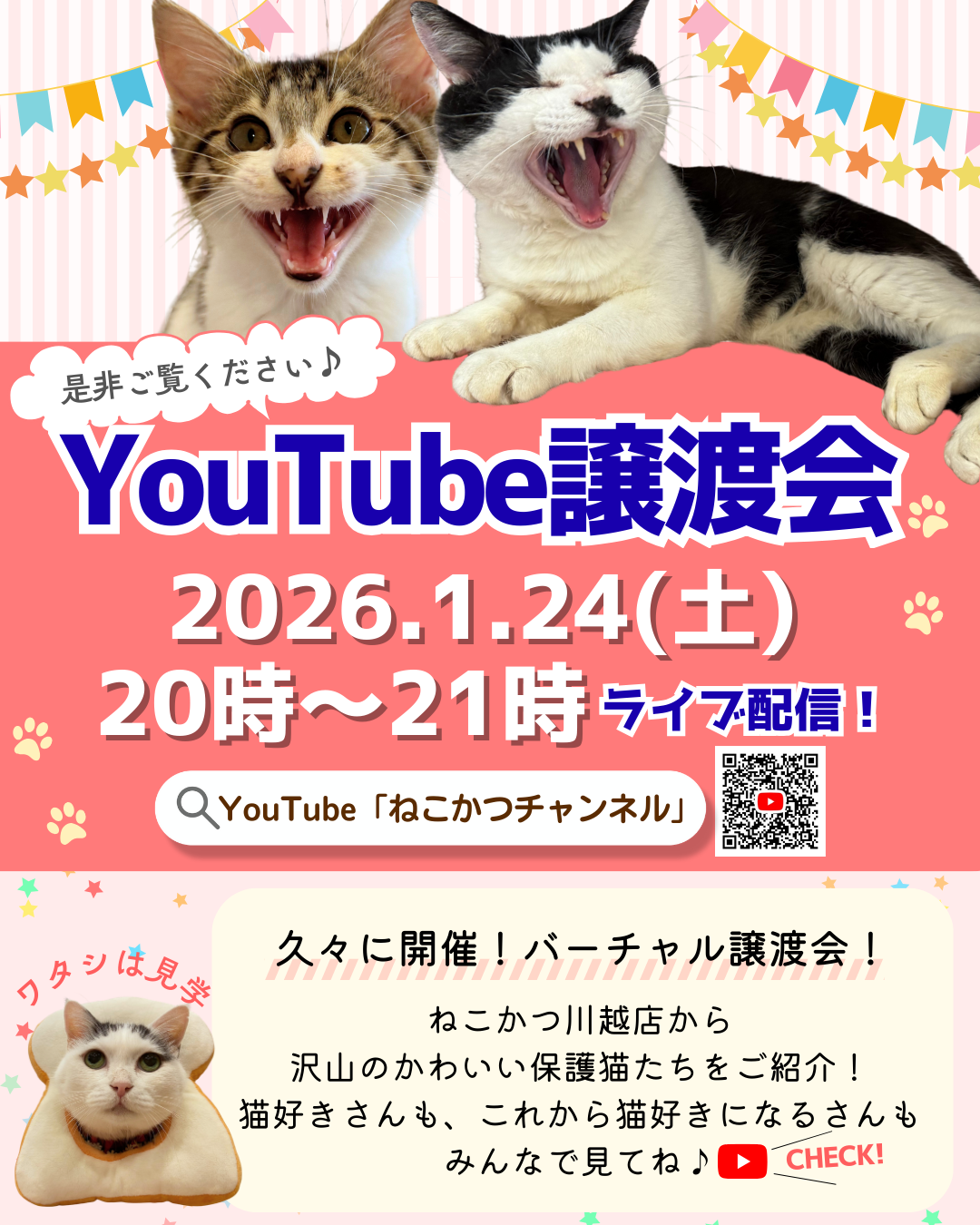 1/24(土)：YouTube「ねこかつチャンネル」でバーチャル譲渡会をライブ配信します！