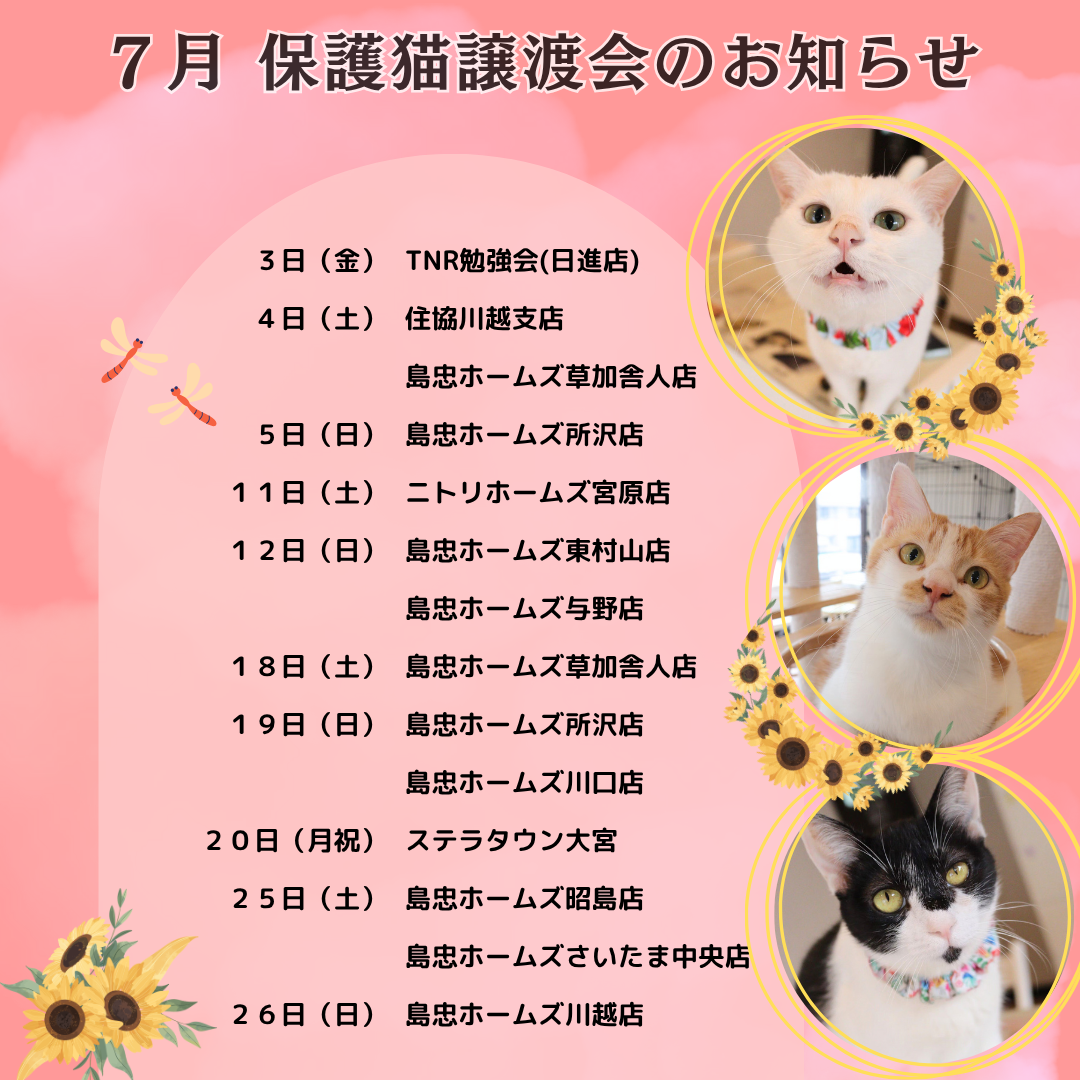 7月の譲渡会情報を更新しました🐱🌻