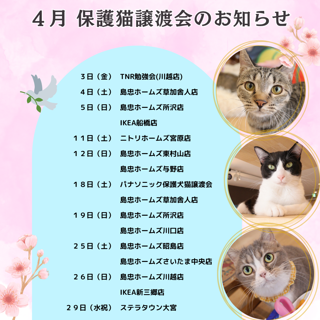 4月の譲渡会情報を更新しました🐱