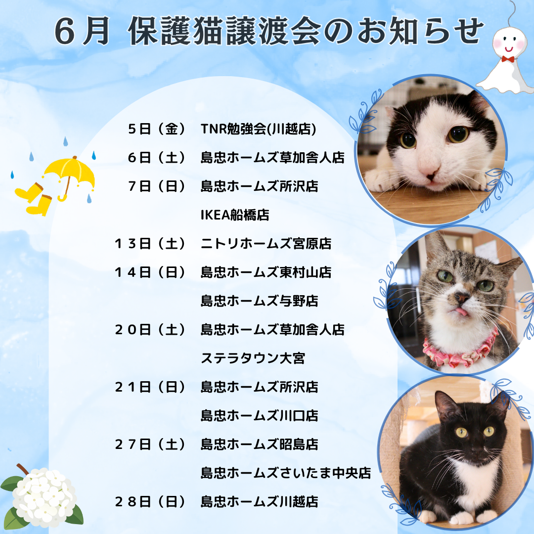 6月の譲渡会情報を更新しました🐱