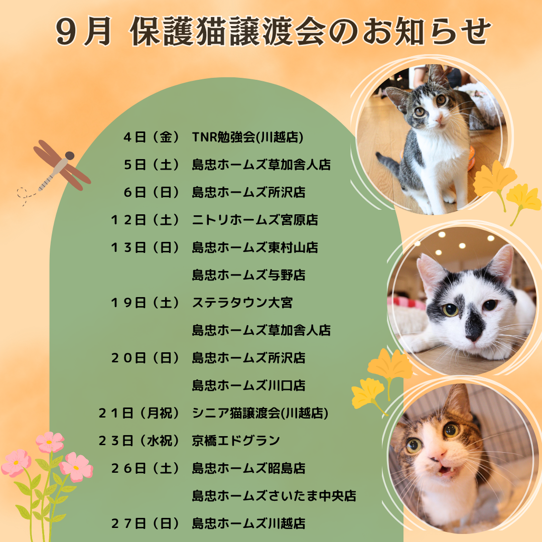 9月の譲渡会情報を更新しました🐱