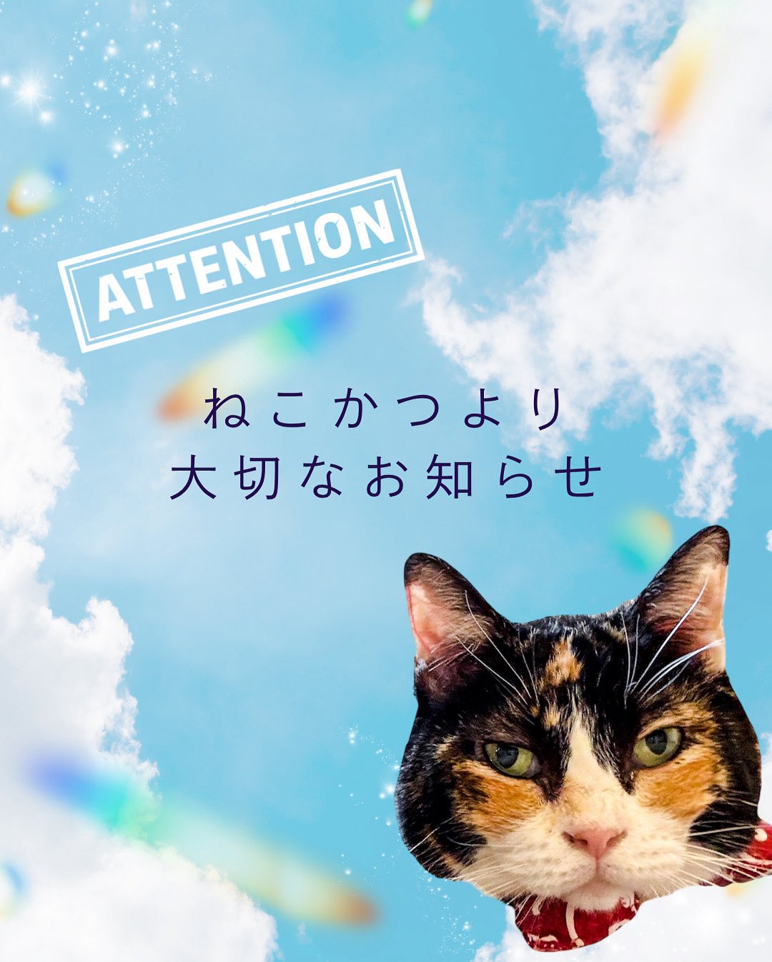 保護猫カフェねこかつはNPO法人となりました