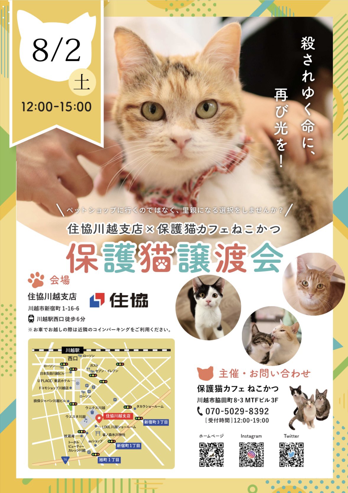 8/2(土)住協川越支店さまで保護猫譲渡会を開催します！
