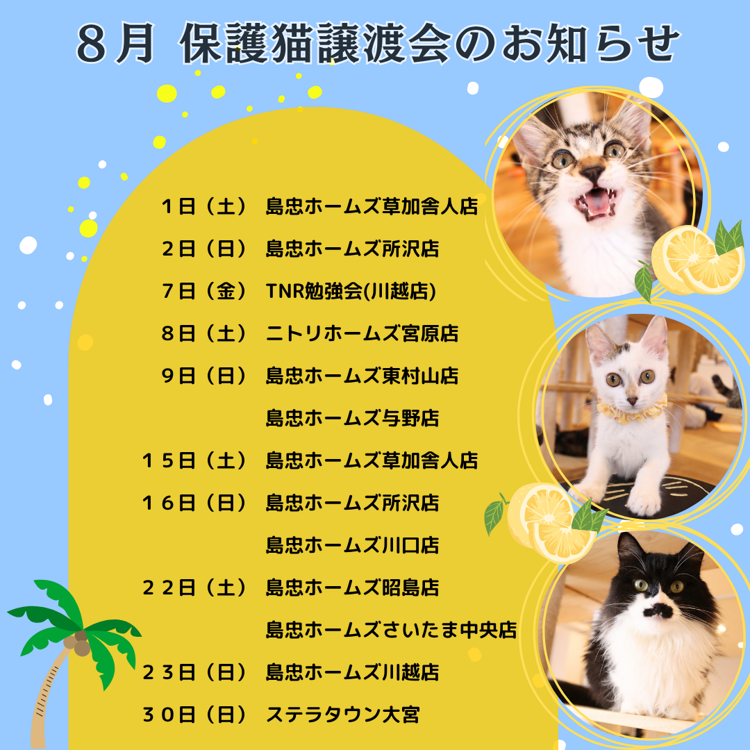 8月の譲渡会情報を更新しました🐱🌺