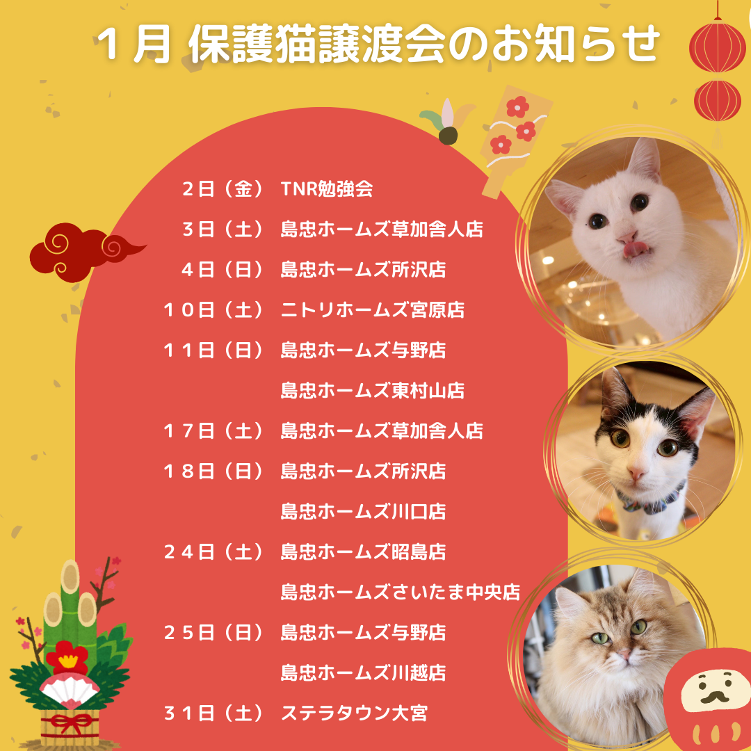 1月の譲渡会情報を更新しました🐱