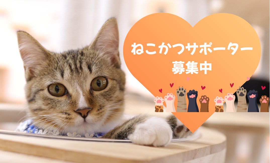 "ねこかつマンスリーサポーター”募集中です。