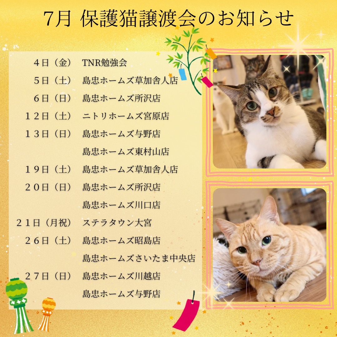 7月の保護猫譲渡会の情報を更新しました🐱