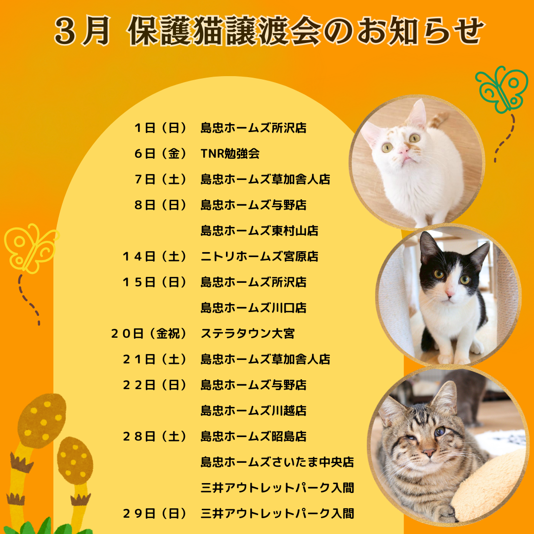 3月の譲渡会情報を更新しました🐱