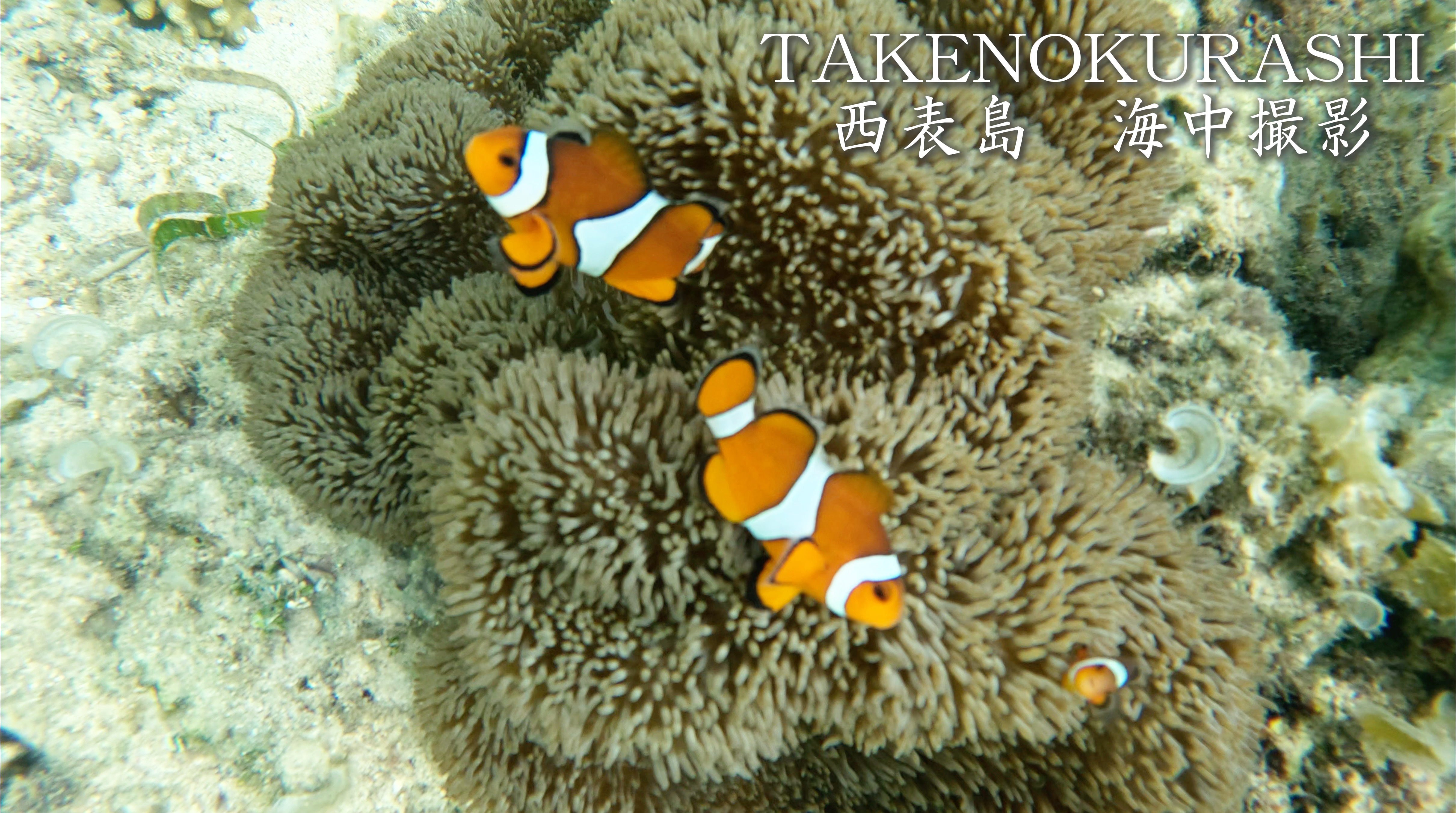 西表島での海中素潜り撮影をして来ました🐠🐟
