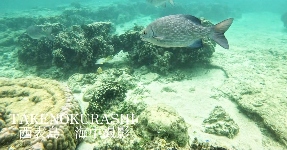 西表島での海の様子🐟微笑ましい表情をしています。私も素潜りで泳ぎをご一緒させて頂きました🤿
