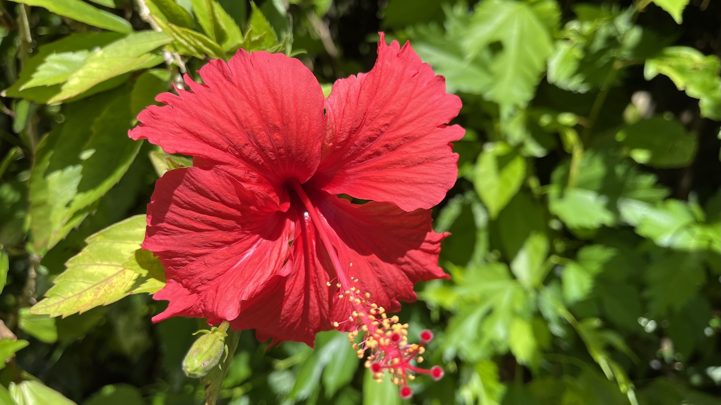 島のエネルギーと美しさに魅了され目に映る沢山の生き物達に喜びを感じました。