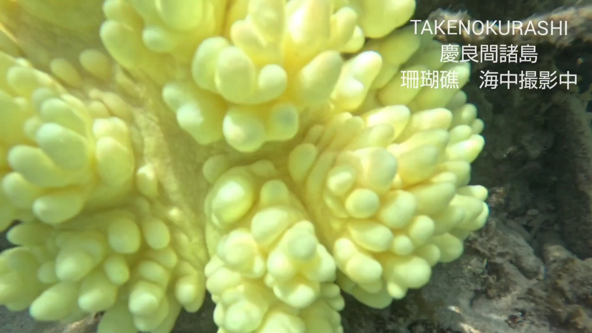 慶良間諸島　花の珊瑚礁の撮影に成功しました！