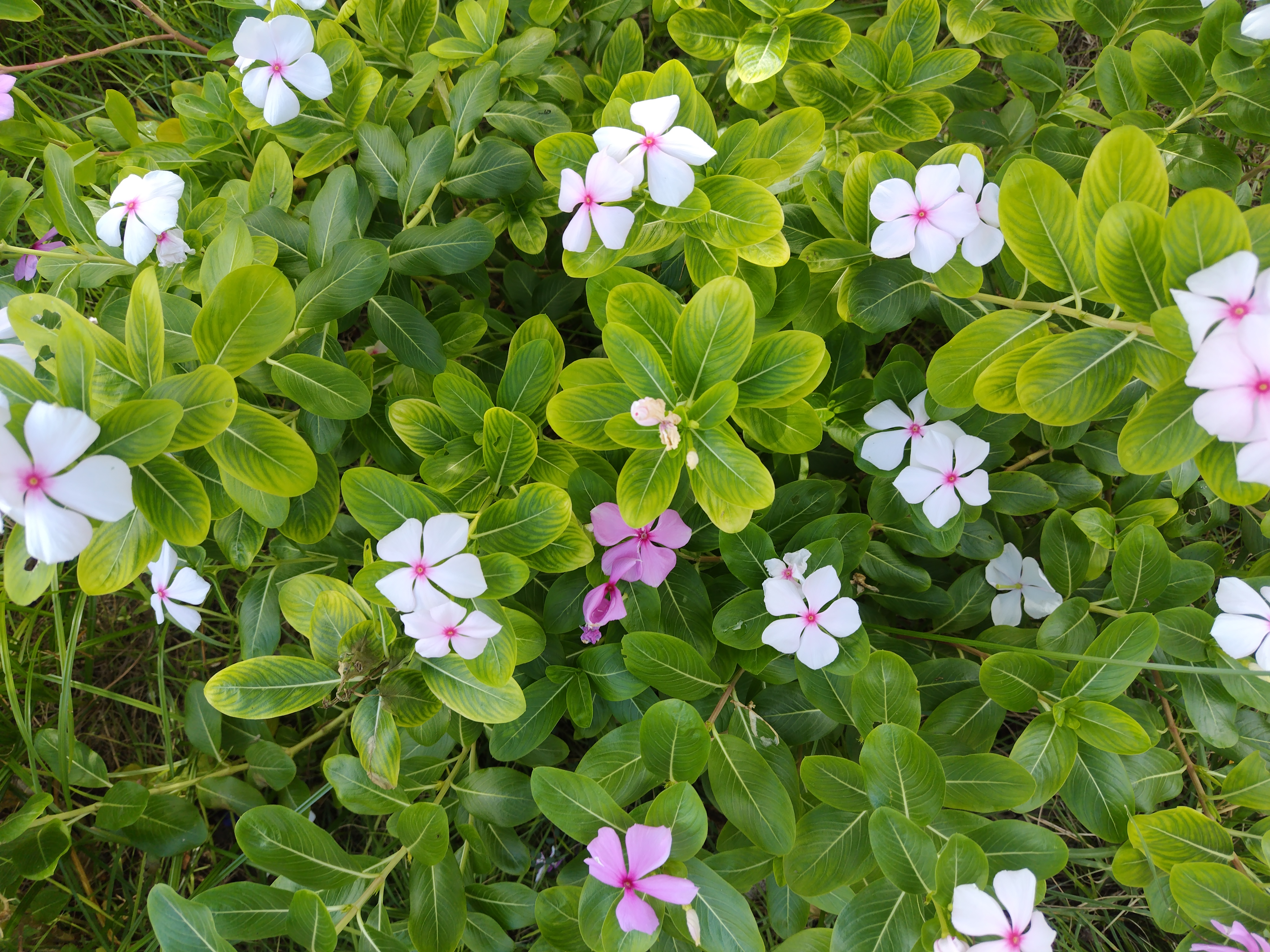 鮮やかに咲き誇る島の花♥