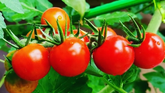 毎年この時期に食べた野菜の種を土へ🌱そして色鮮やかな野菜をいただきます😋🍅🫑