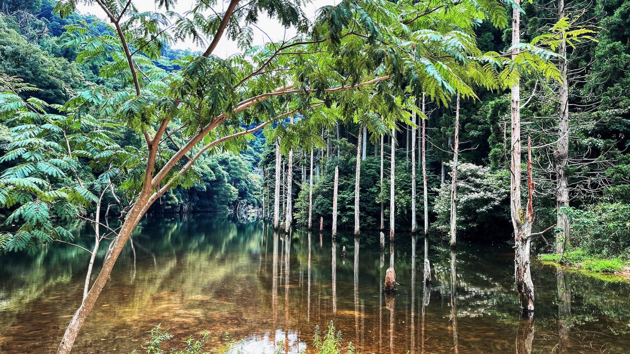今日も山中で過ごしました。⛰️作業場→山中→作業場🥾🥾
