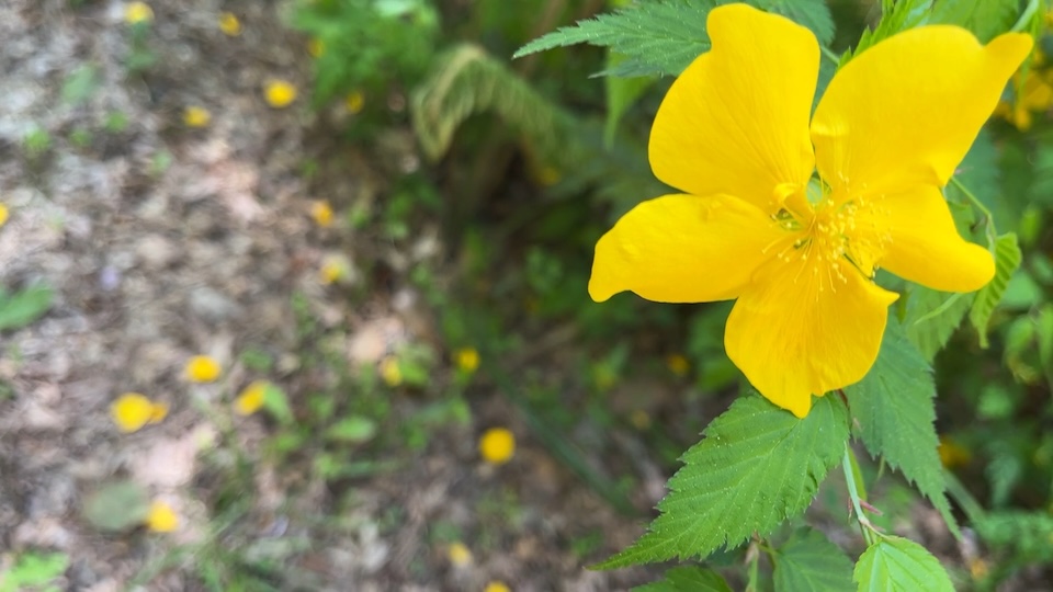 山の中に咲くヤマブキとこれから咲くであろうたくさんの植物🍃