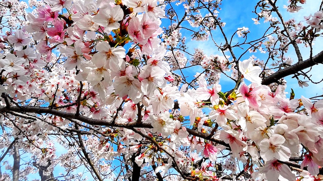 暖かくなってきた季節の変わり目に見た綺麗な朝の散歩道🌸。