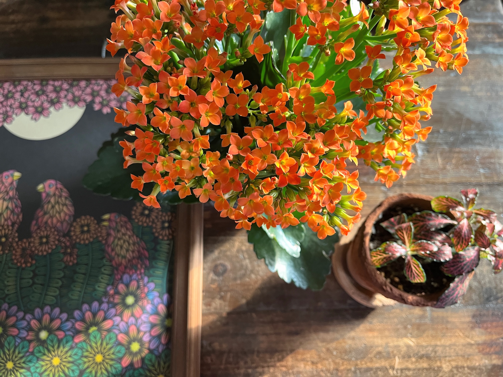 朝日を浴びたお花はかわいいですね。