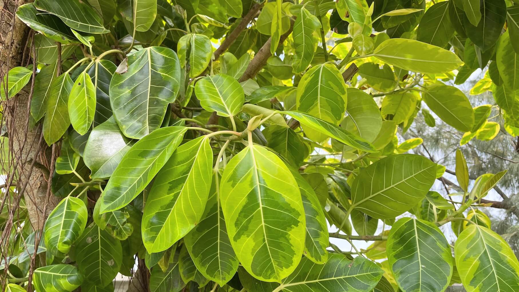 まだまだ旅の途中。また島旅が始まろうとしている🌺