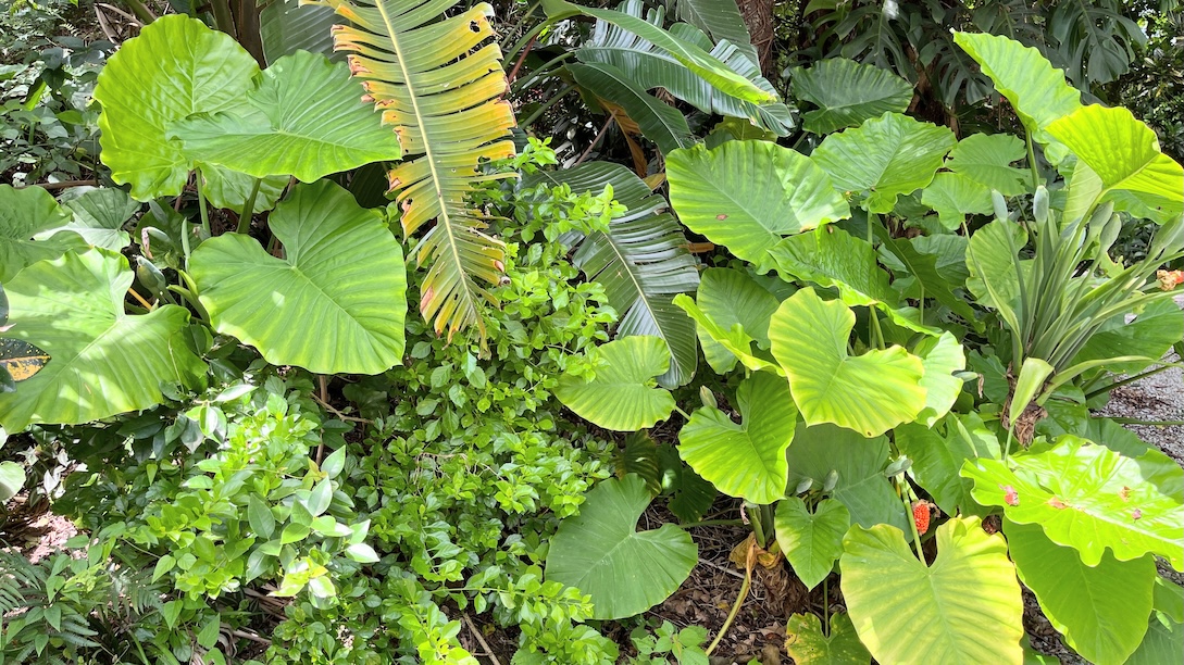 島に生きる色鮮やかで力強く自然のエネルギーを感じます。