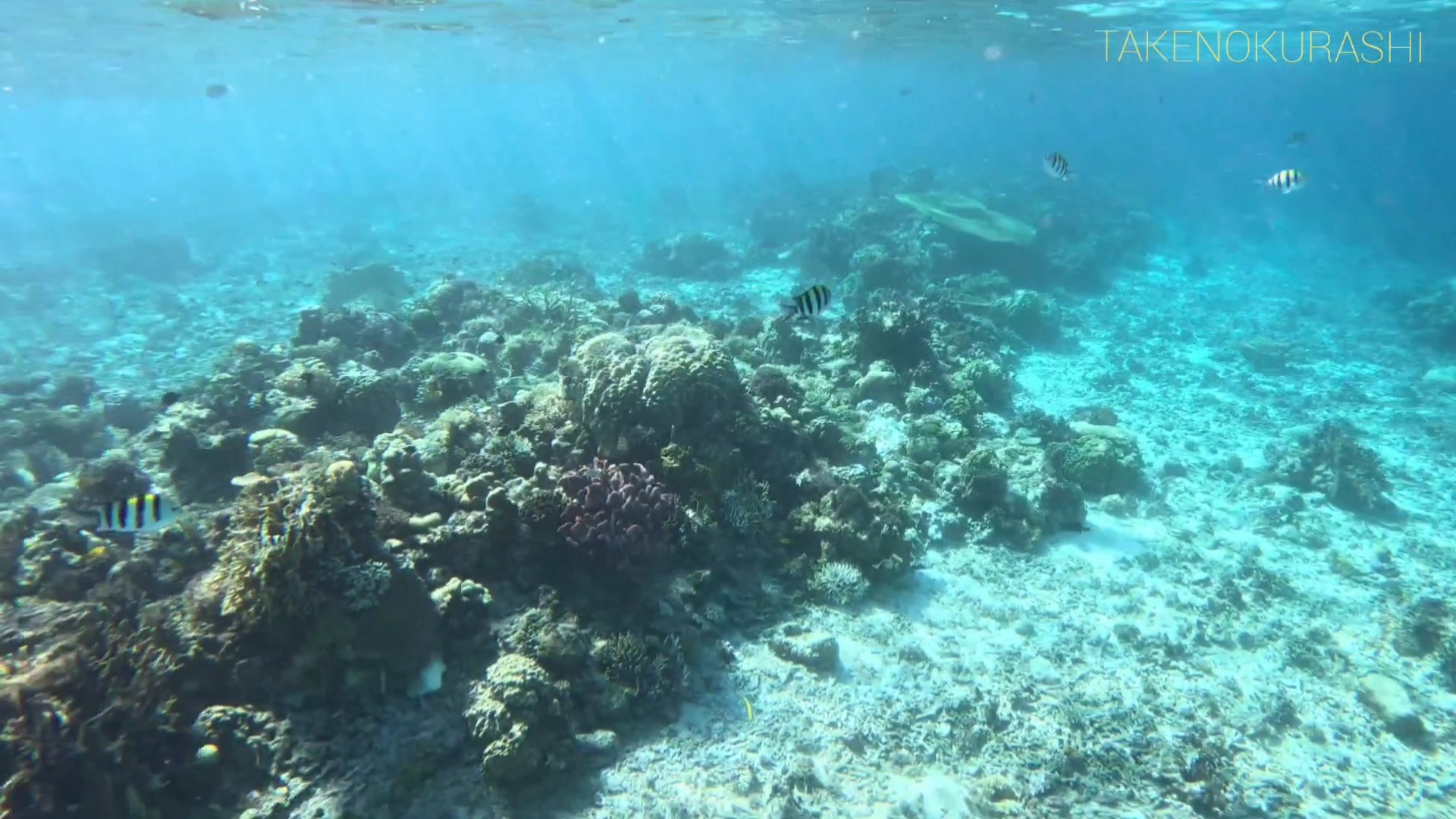 自然と触れ合う大切さ🐠🐟️