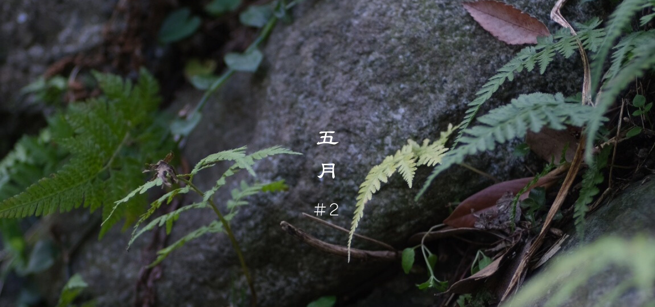 野菜の味噌汁とごはんで、お腹をととのえる  〜台所は、わたしの薬箱〜