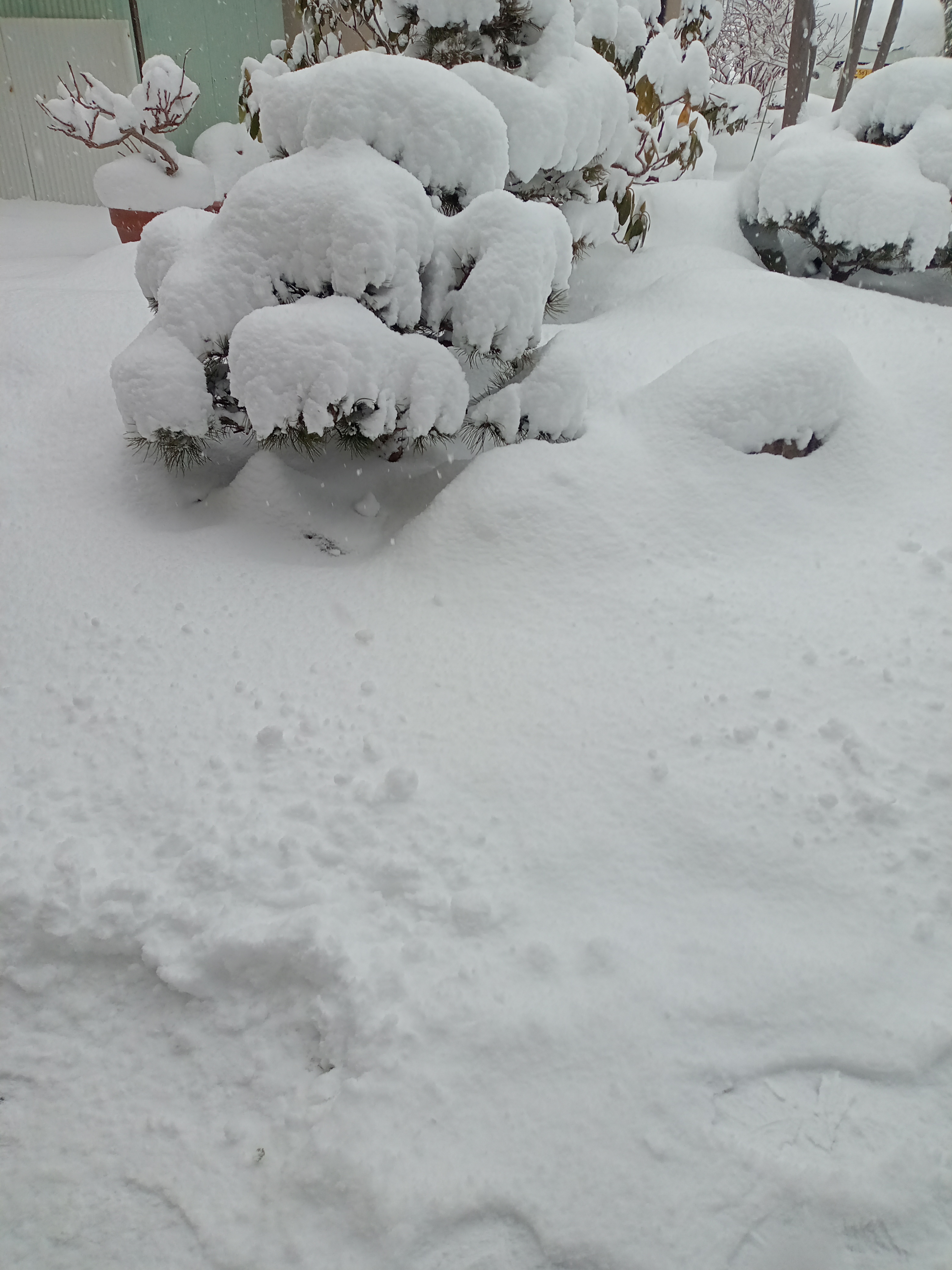 雪