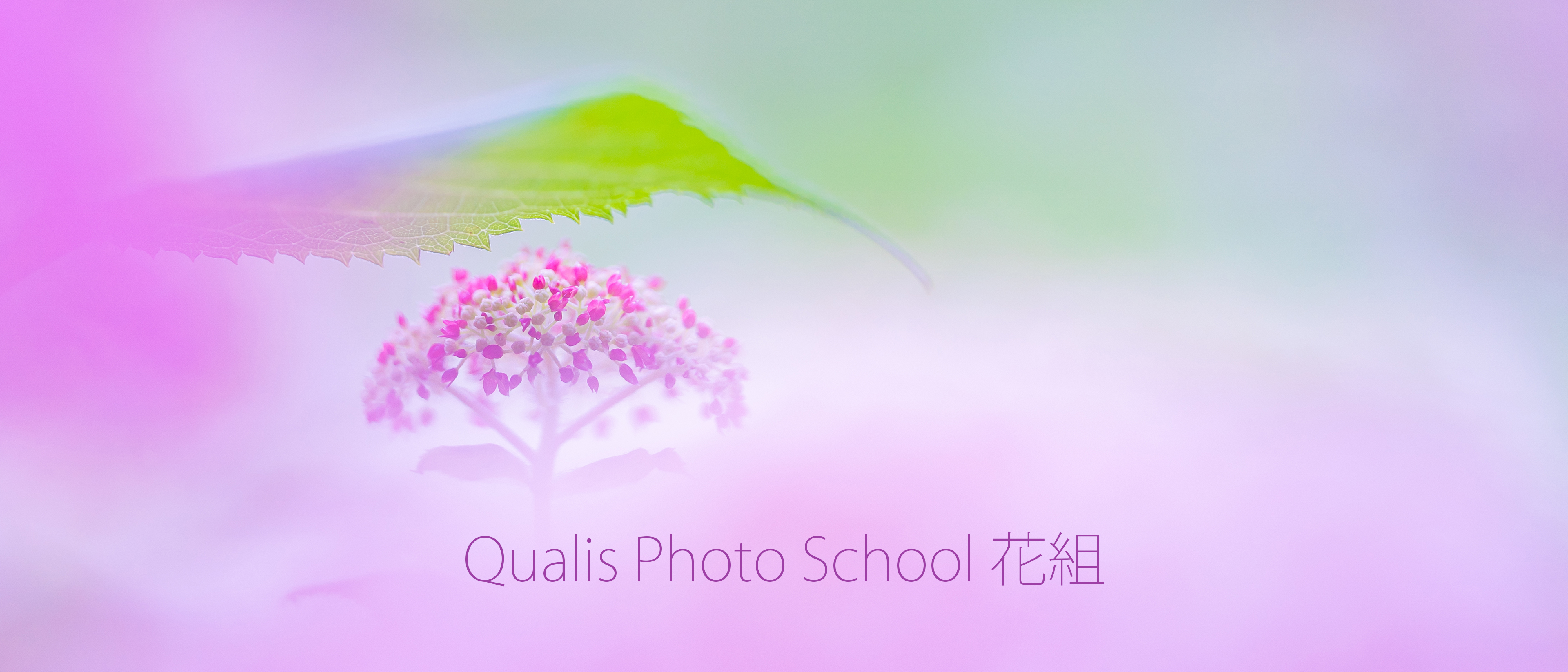 花組のご案内