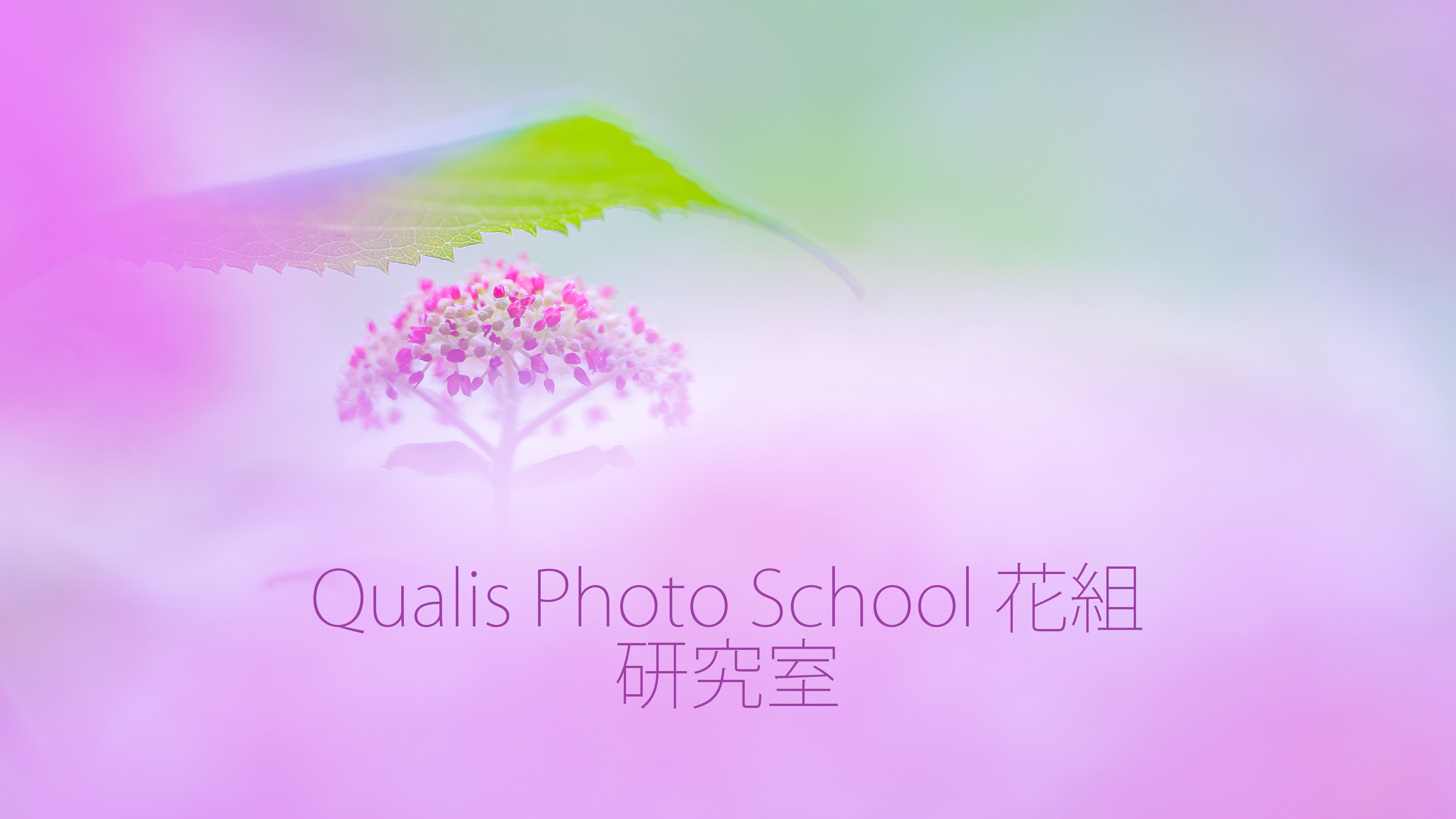 Qualis Photo School 花組研究室開設と研究生募集のご案内
