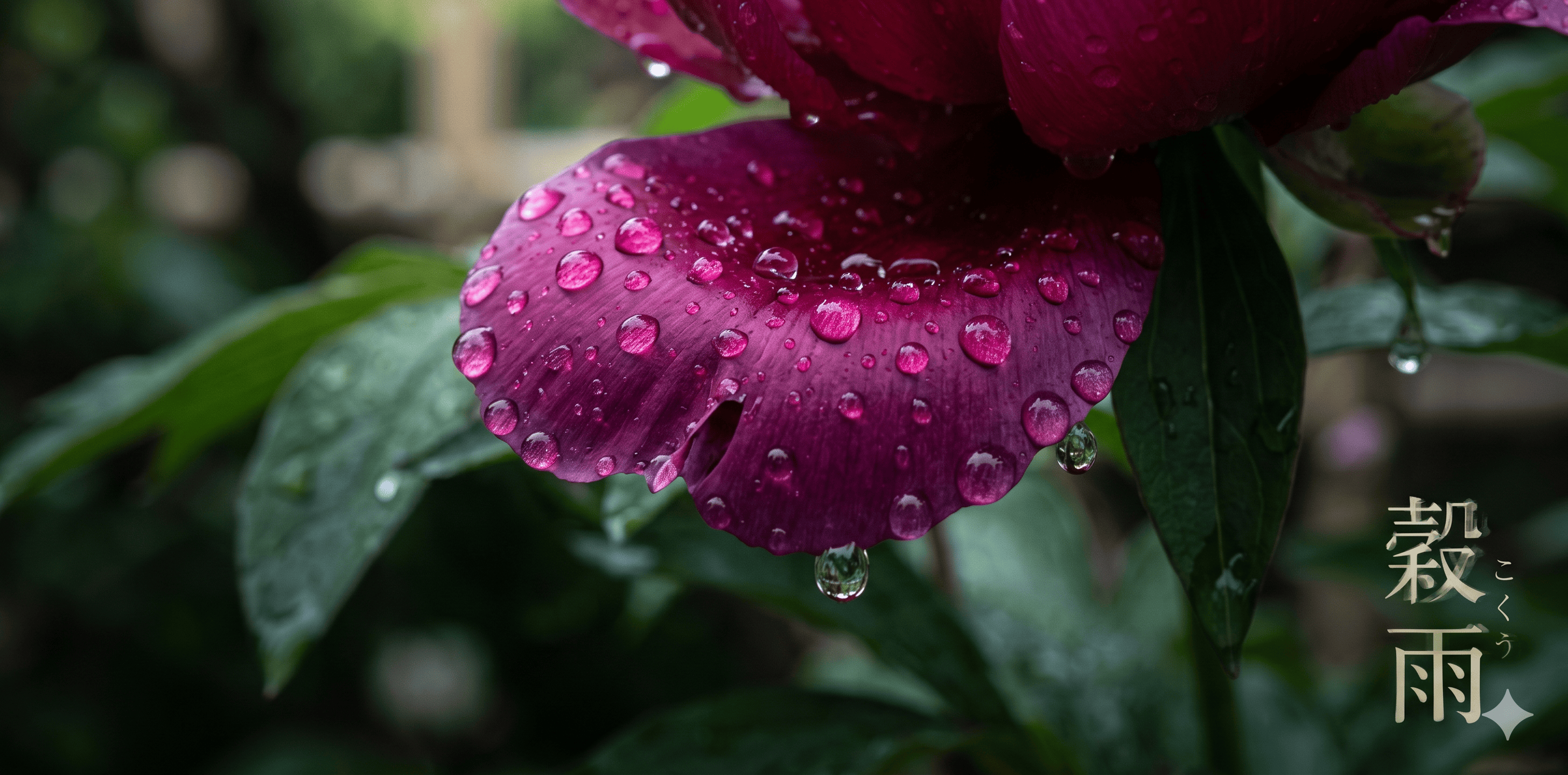【二十四節気コラム】〜穀雨〜