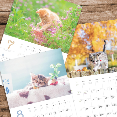 2024年版・保護猫カレンダー 三吉良典『こねこと暮らす』が入荷しました♪