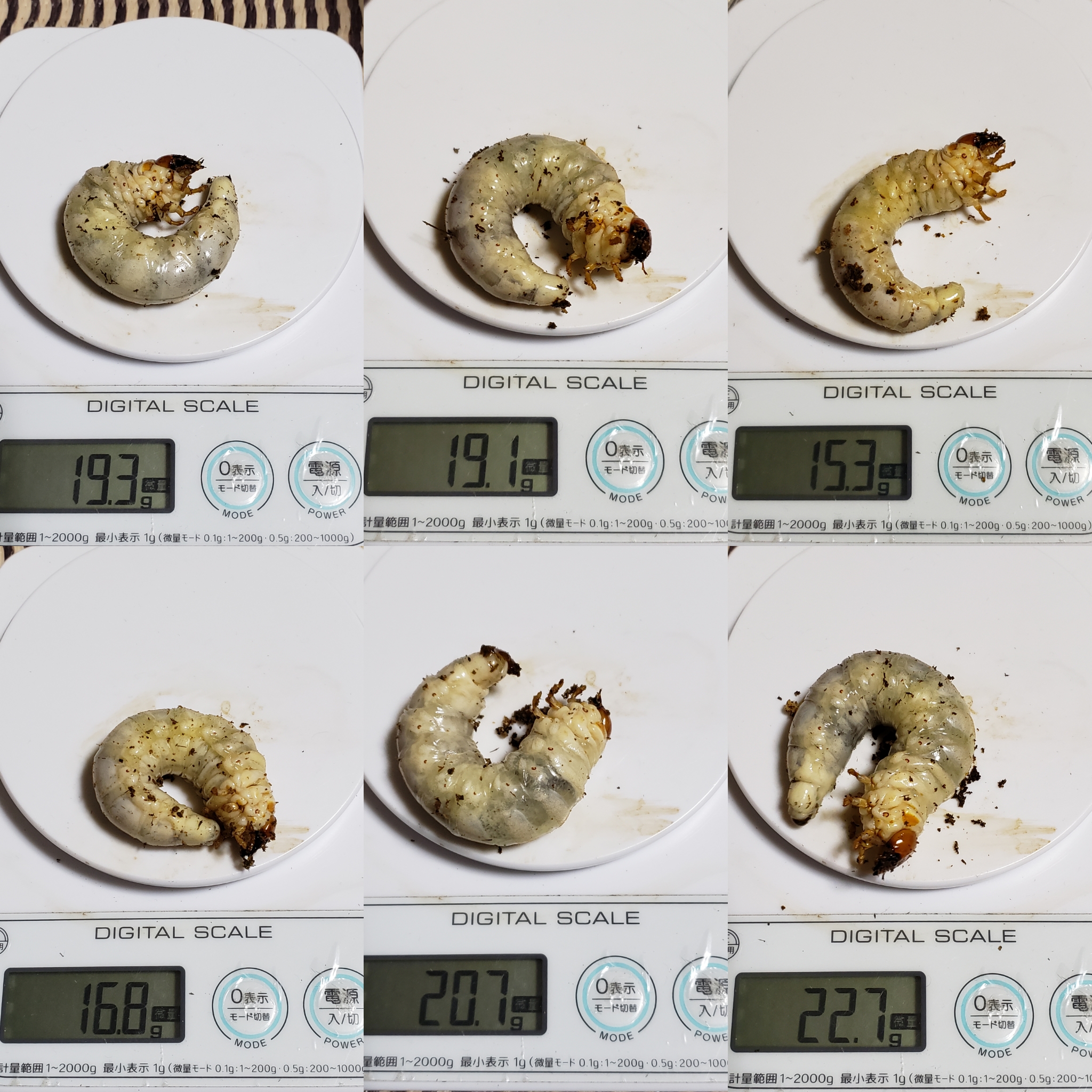ニジイロのお引越し