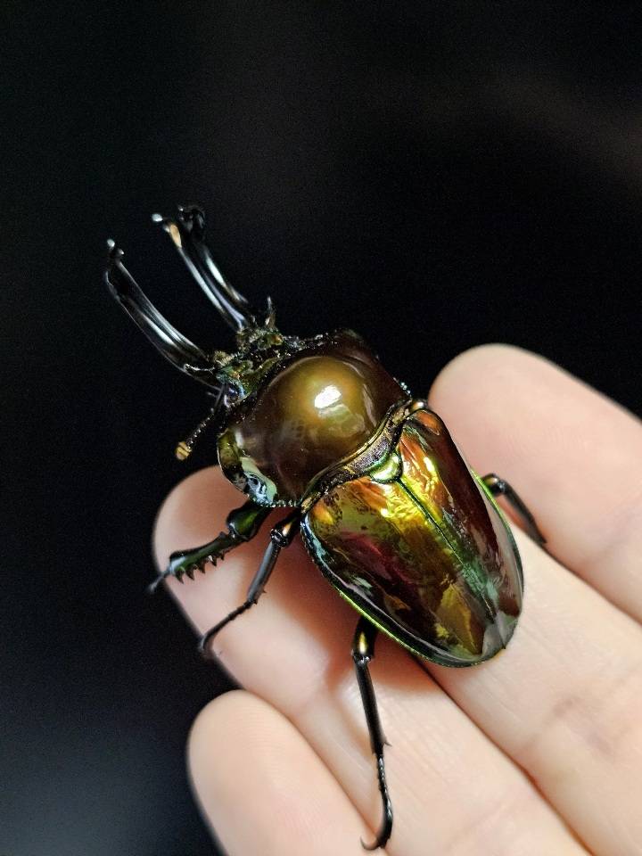 楽しみなライン