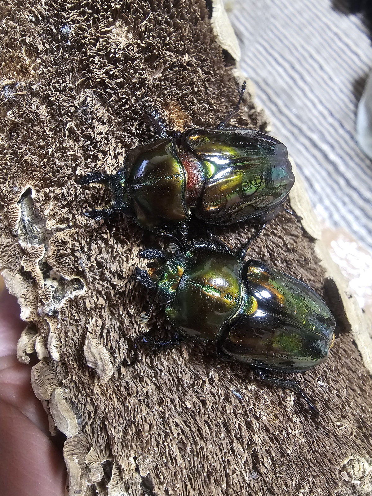 RTN本家ピカール続々と羽化しております