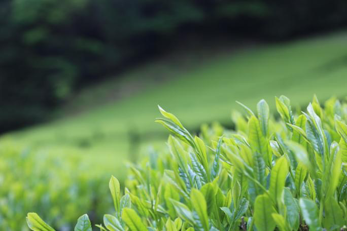 2024年　新茶お茶刈り始まりました