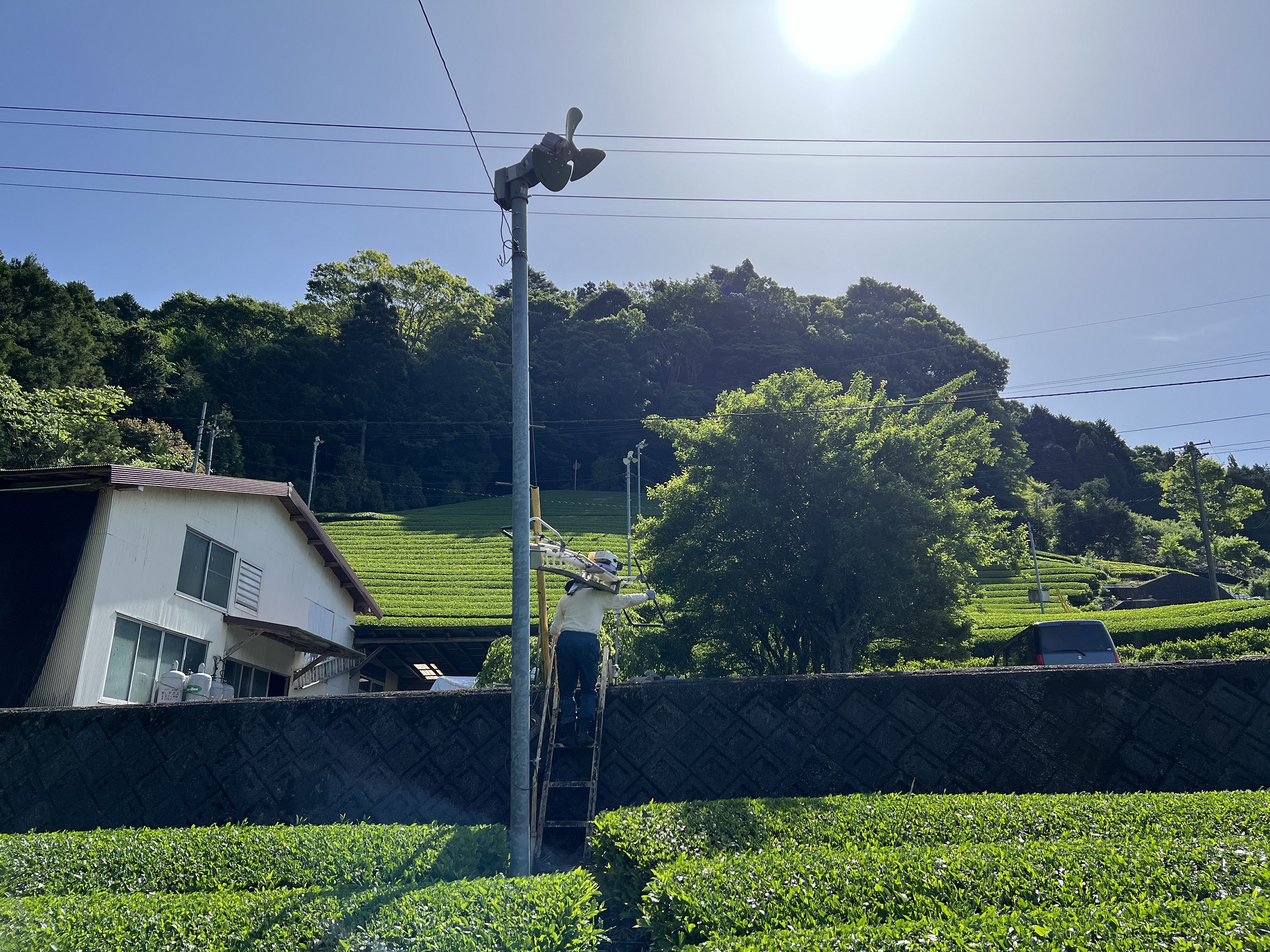 2024年 １番茶の摘採・製造が終了しました