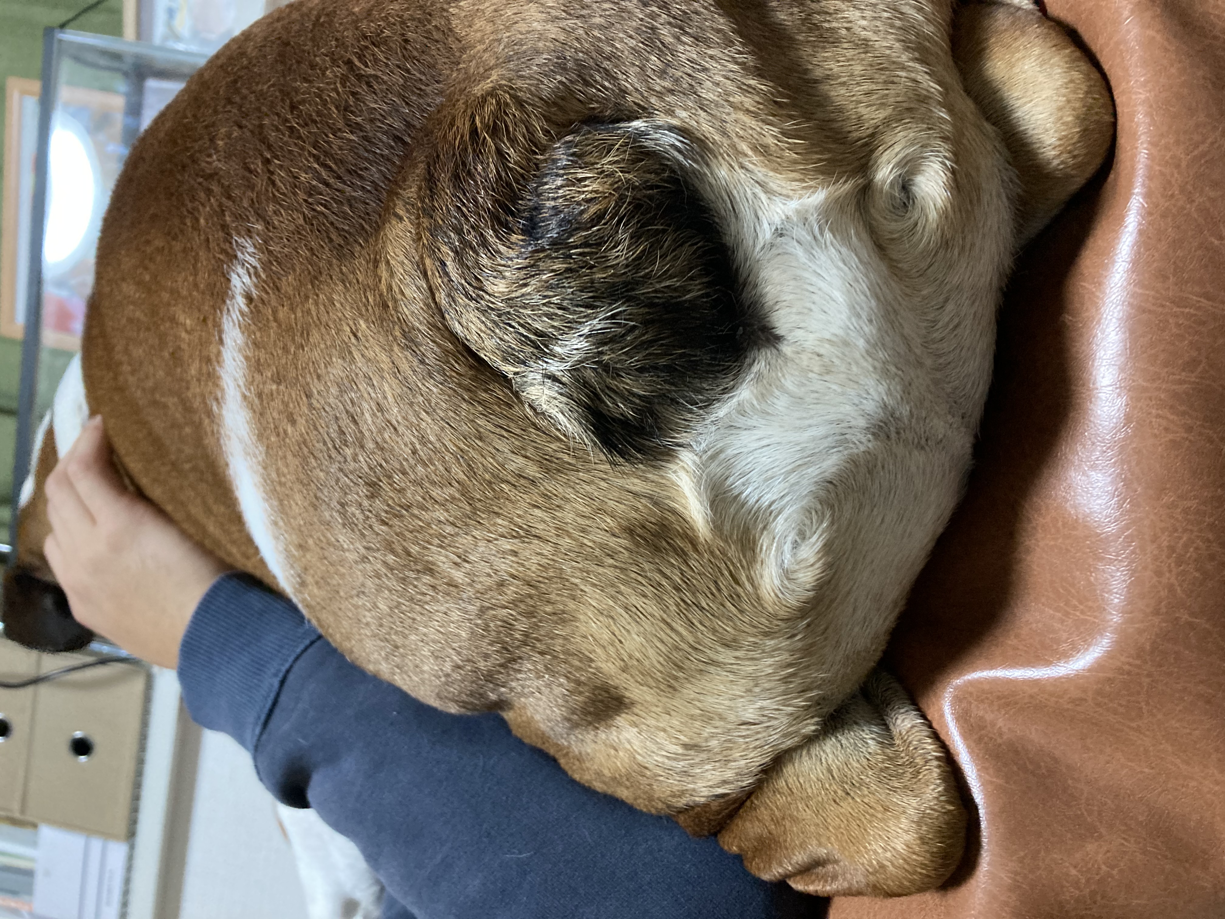 滋賀県でブルドッグオフ会があるらしい！？