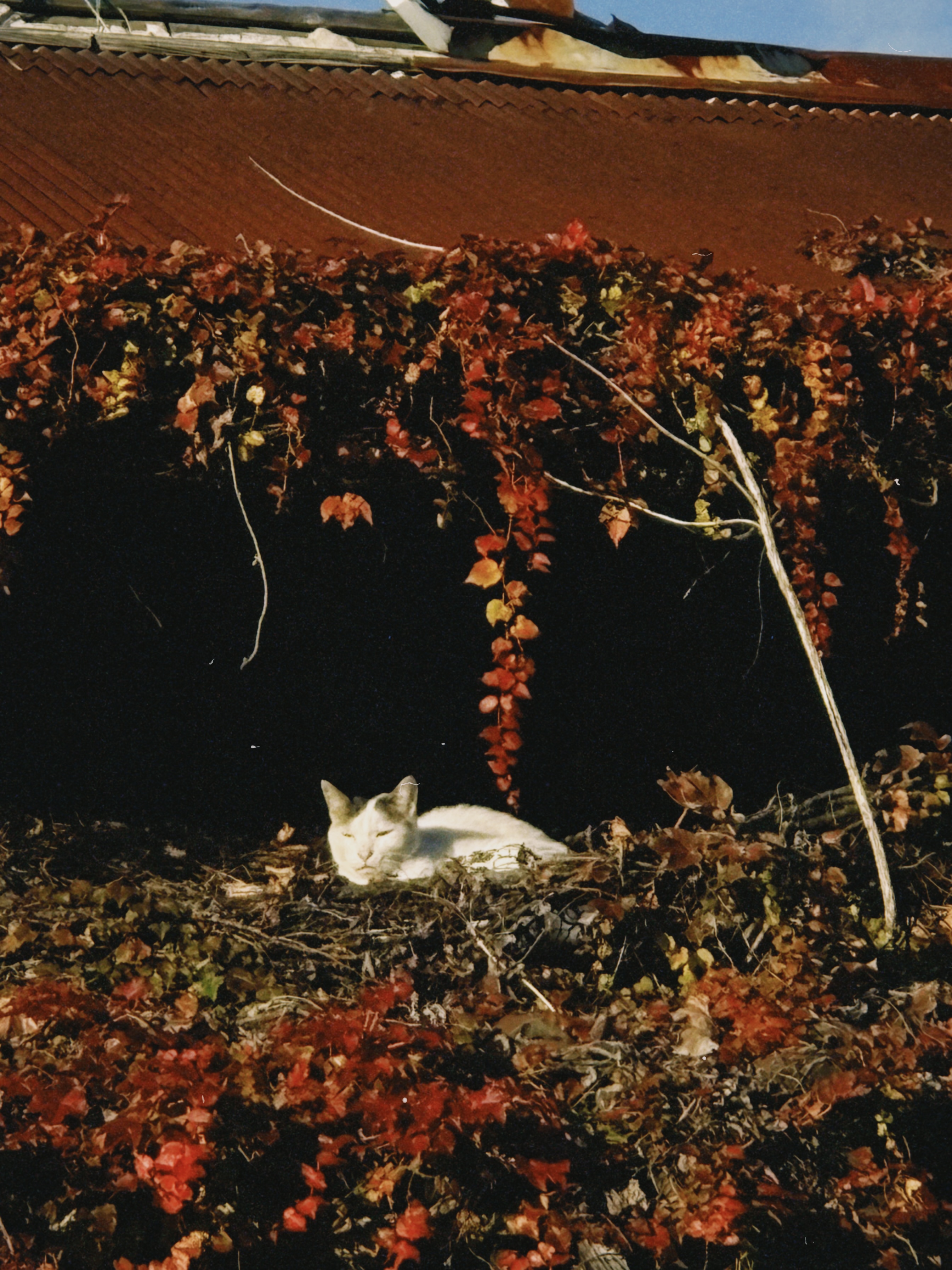 日々のこと、SFC。