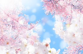自然に運気を上げる新年度スタート！