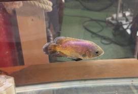 事務所に新しい仲間が増えました🐠
