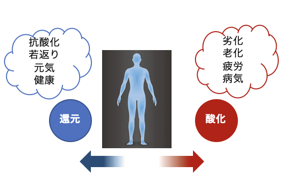 🌱「酸化」と「還元」で見る、体のバランスと自然の知恵