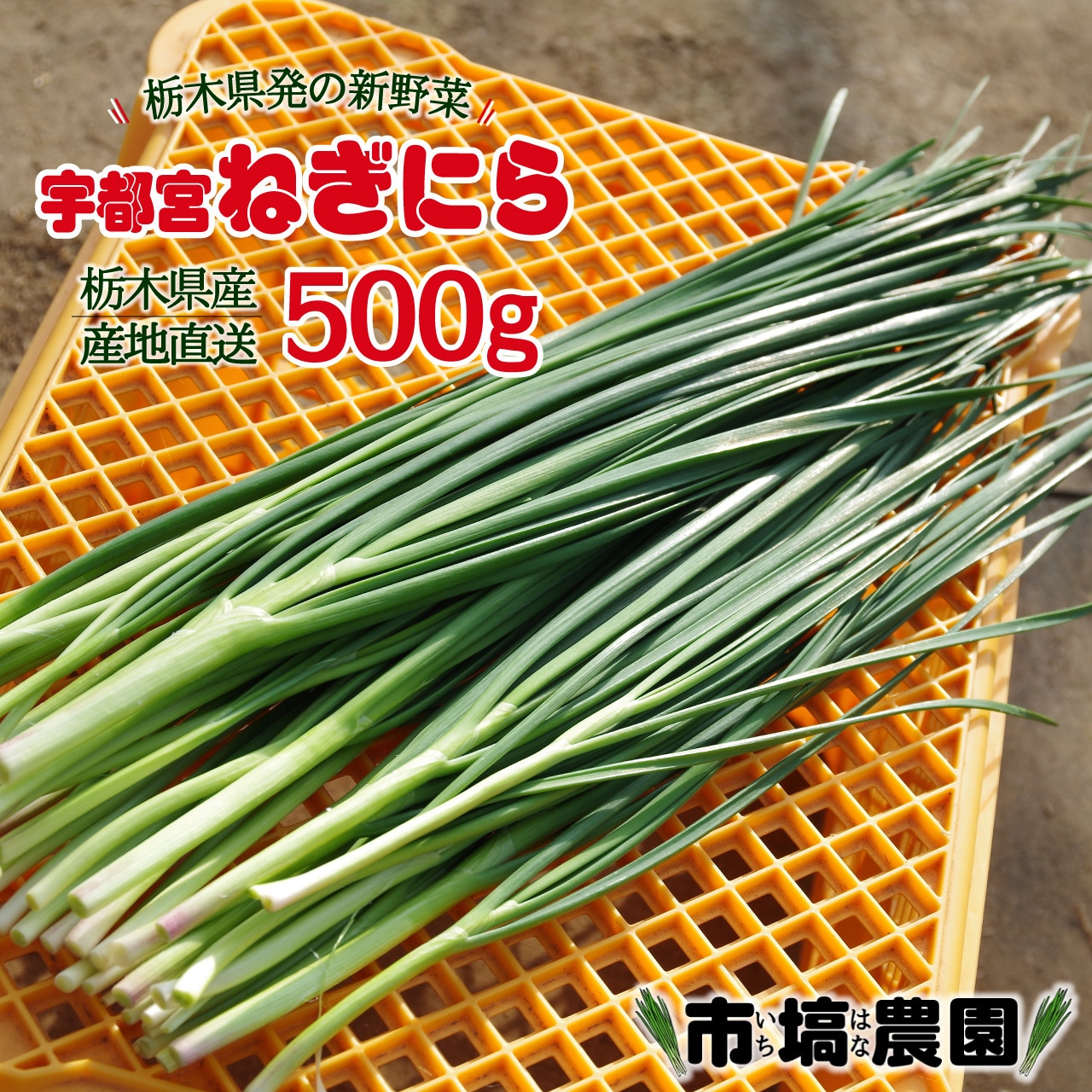 本日より市塙農園「ねぎにら」注文受付を開始！