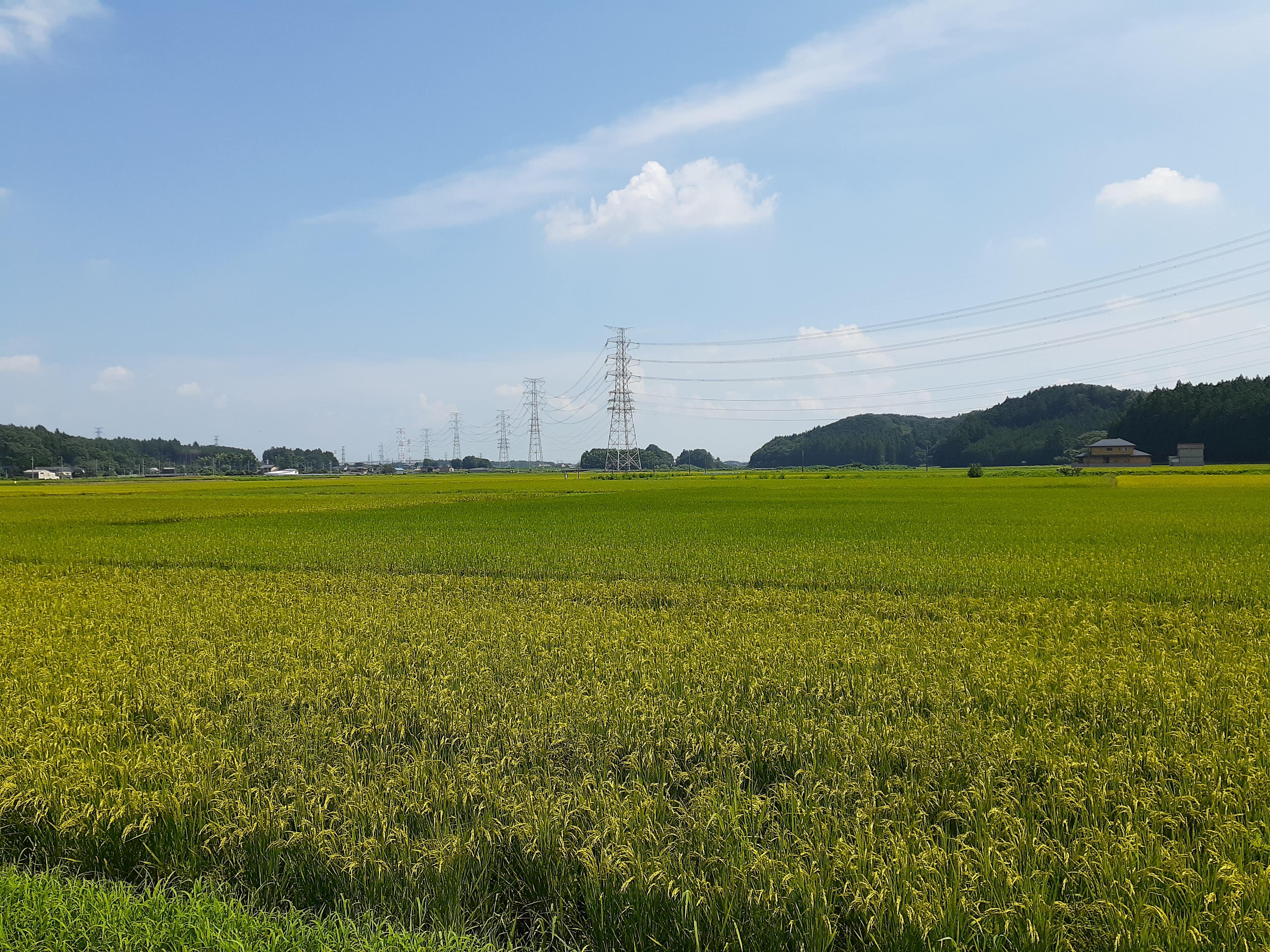 新米　栃木県産『コシヒカリ』　市塙農園のお米をネット販売します！