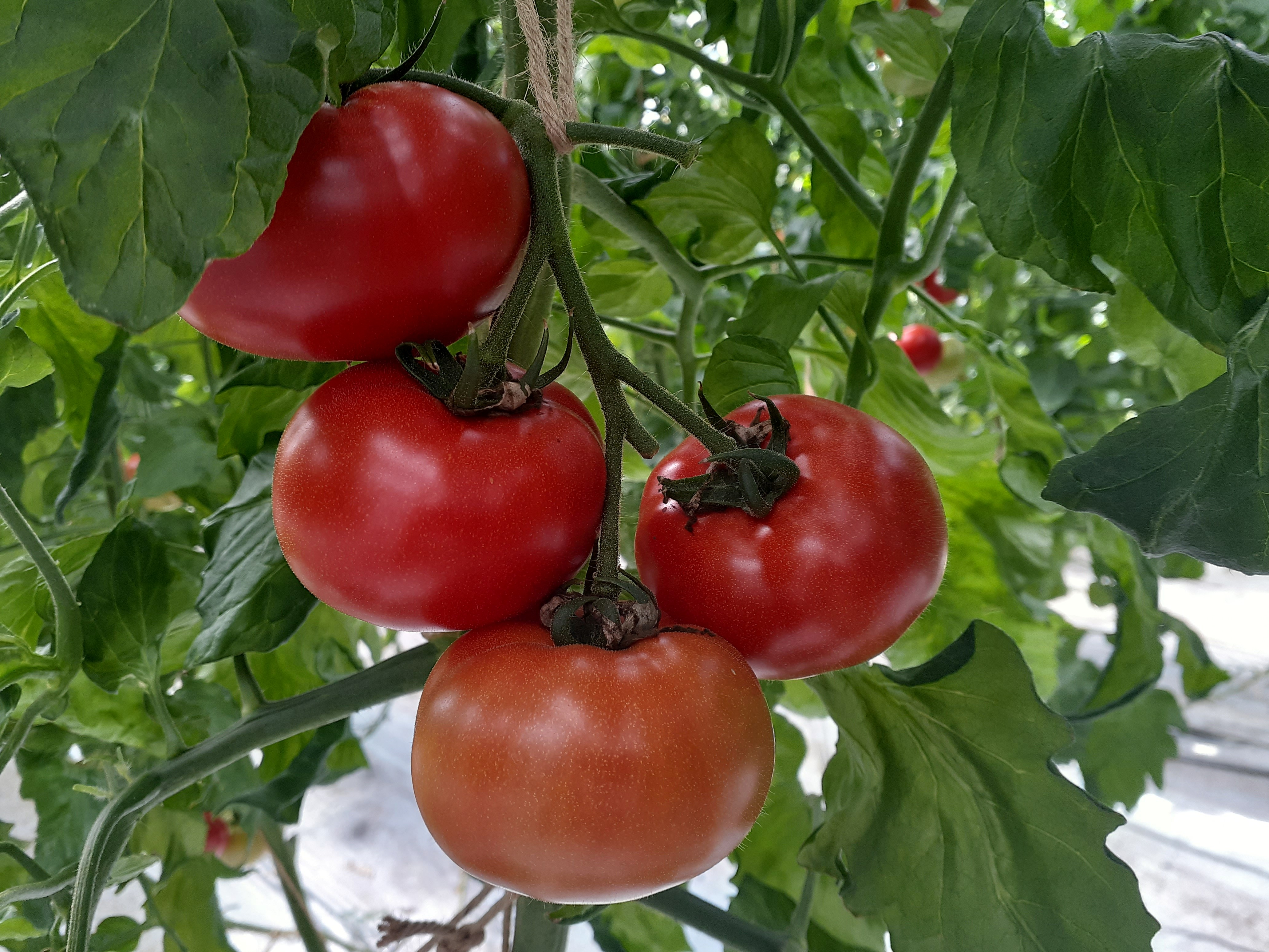 「ぜいたくトマト、かれんトマト」美味しいトマトを収穫・発送中です!