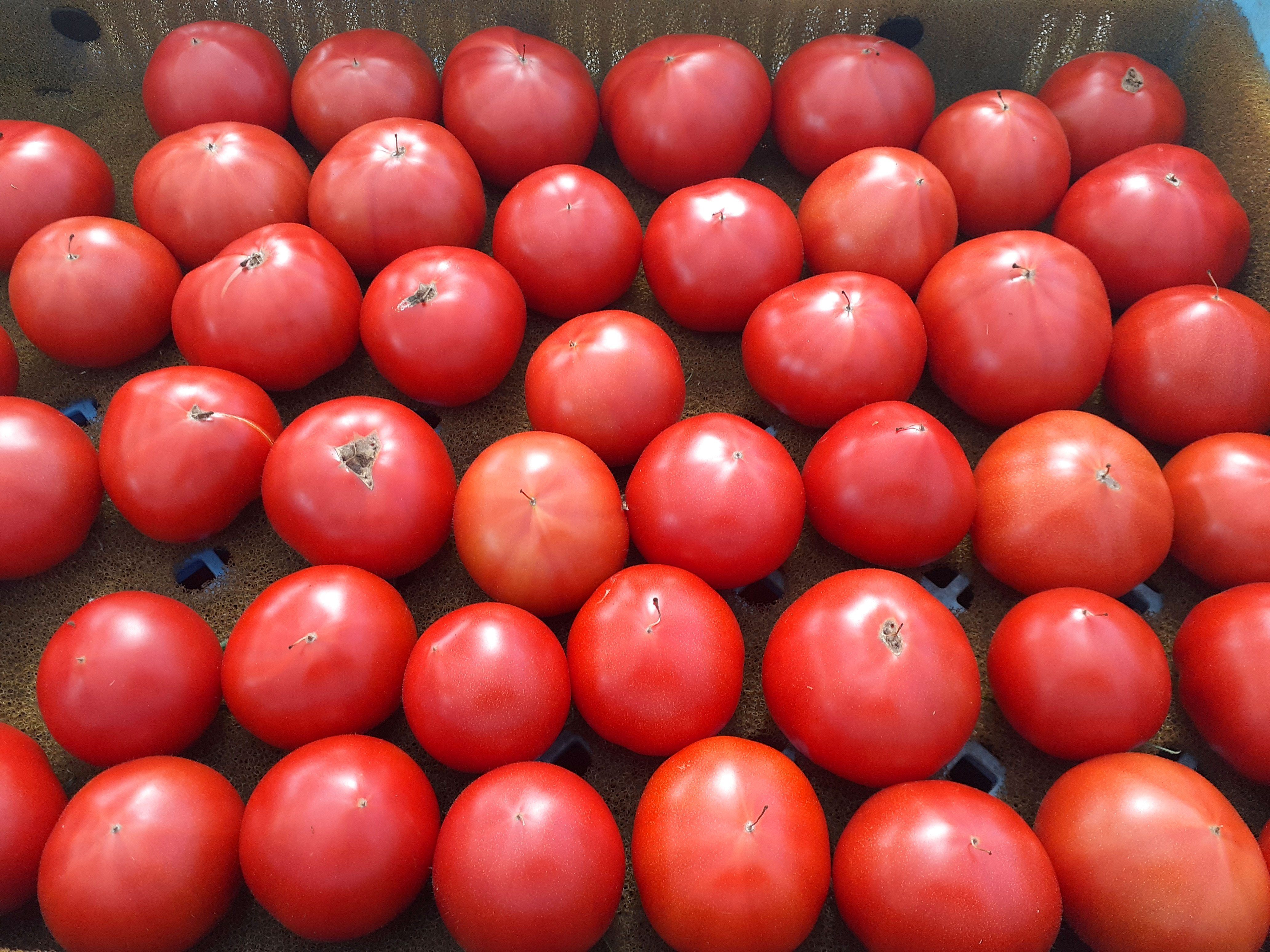 「ぜいたくトマト、かれんトマト」2つの美しい赤色!