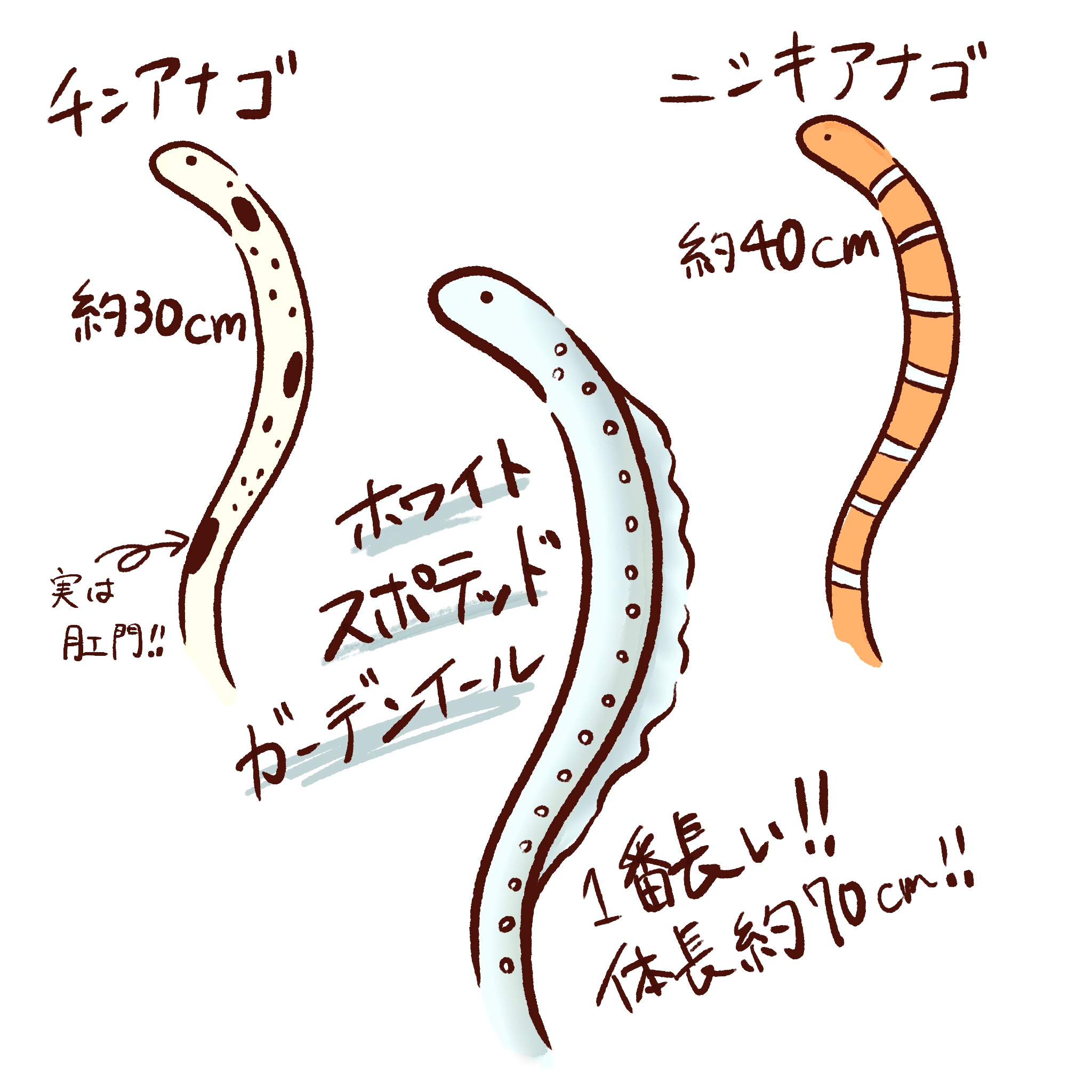 No.5 『水族館レポ・すみだ水族館』後編