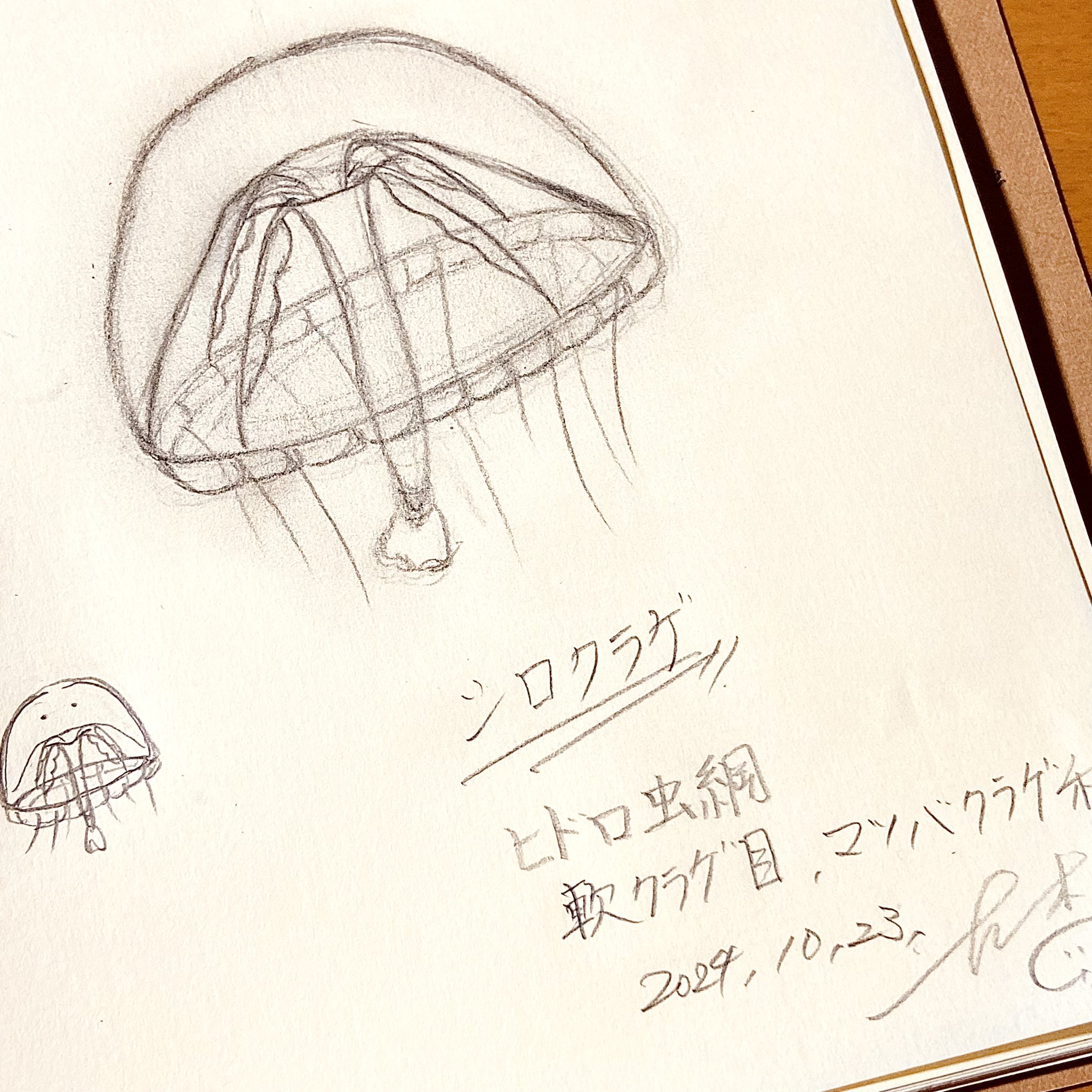 No.14『クラゲ100日チャレンジ(2024)振り返りその4』