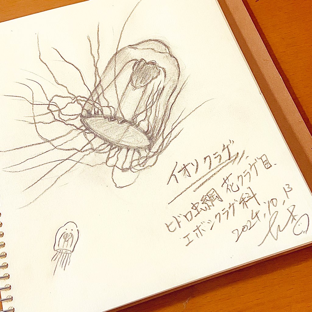 No.11 『クラゲ100日チャレンジ（2024）・その３』