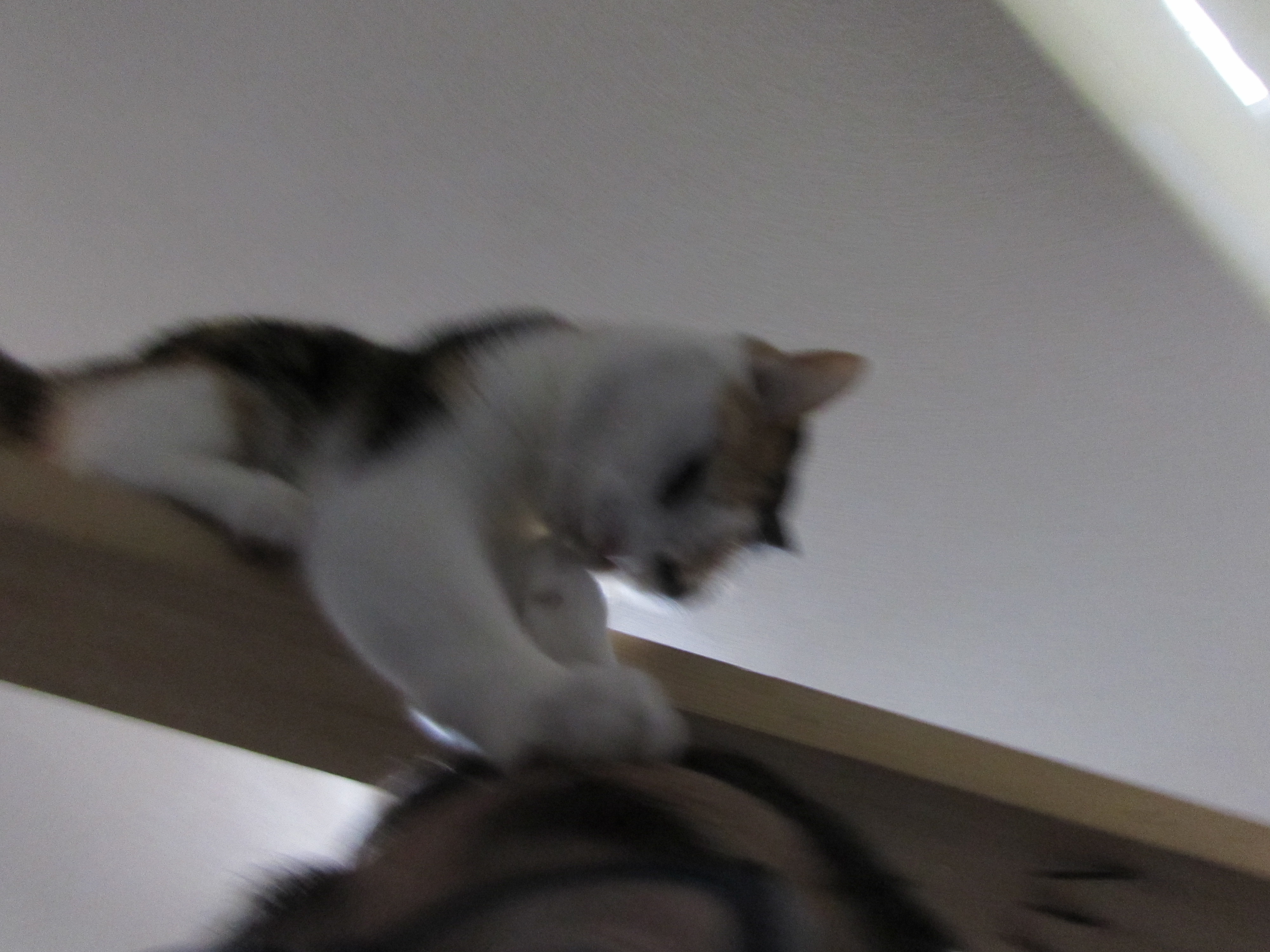 明日から２月！いままで頑張ってきたかな？